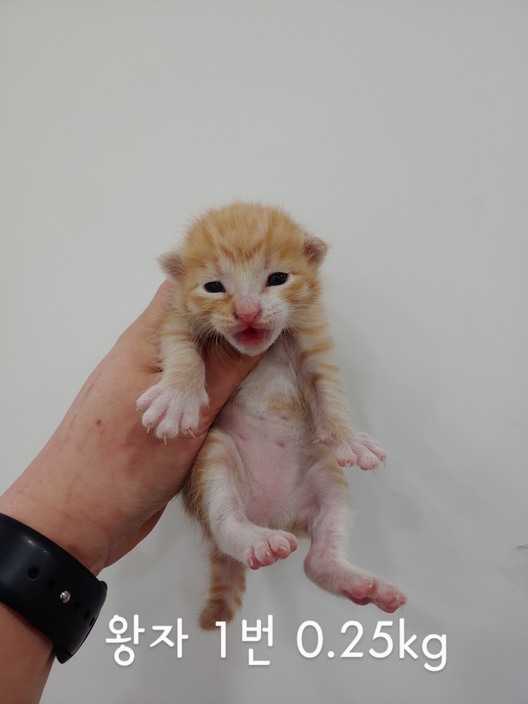 한국 고양이 이미지 파일 입니다.